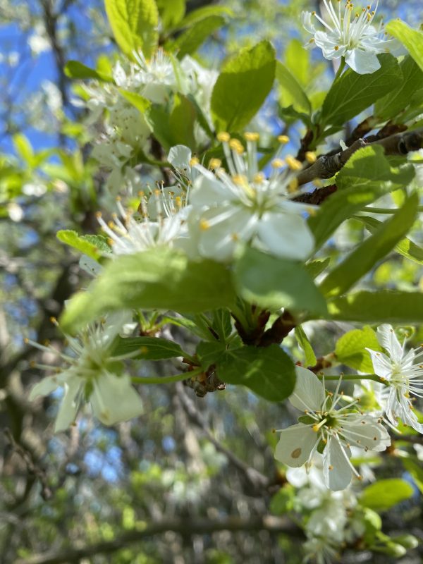 It’s finally Spring!